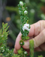 Pimelea nivea