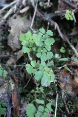 Dichocarpum adiantifolium