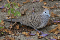 Geopelia striata