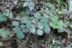 Dichocarpum adiantifolium