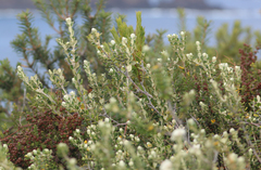 Pimelea nivea