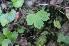 Dichocarpum adiantifolium