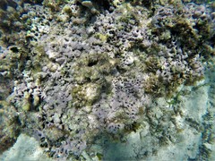 Porolithon pachydermum