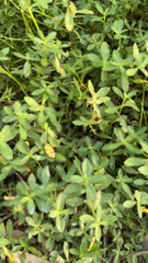 Alternanthera philoxeroides