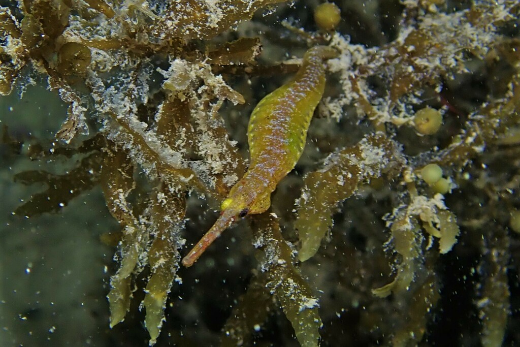 Black Pipefish