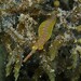 Widebody Pipefish - Photo (c) J. Martin Crossley, some rights reserved (CC BY-NC-SA), uploaded by J. Martin Crossley