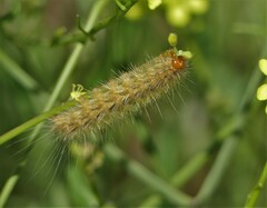 Spilosoma lutea