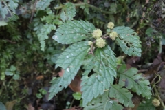 Elatostema parvum