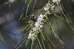 Hakea sericea