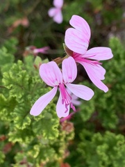 Pelargonium quercifolium