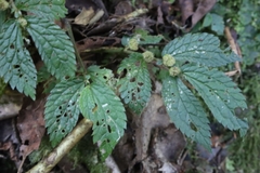 Elatostema parvum