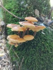 Flammulina velutipes