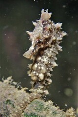 Hippocampus breviceps