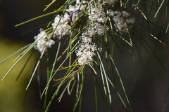 Hakea sericea