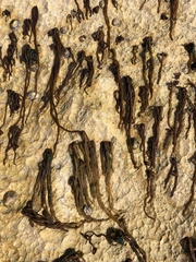 Nemalion elminthoides