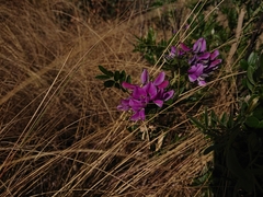 Mundulea sericea