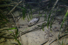 Torquigener pleurogramma