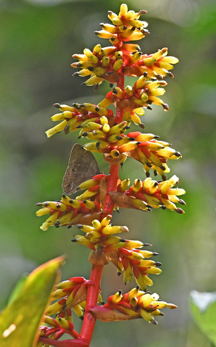 Guzmania testudinis, photograph 6