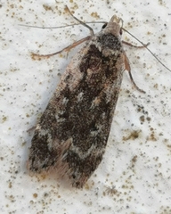 Anacampsis