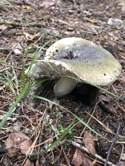 Russula virescens