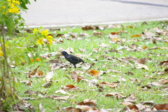 Acridotheres grandis