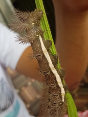 Automeris postalbida