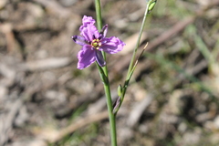 Arthropodium strictum
