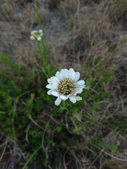 Callilepis laureola