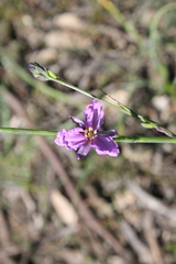 Arthropodium strictum