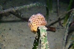 Brachaluteres jacksonianus