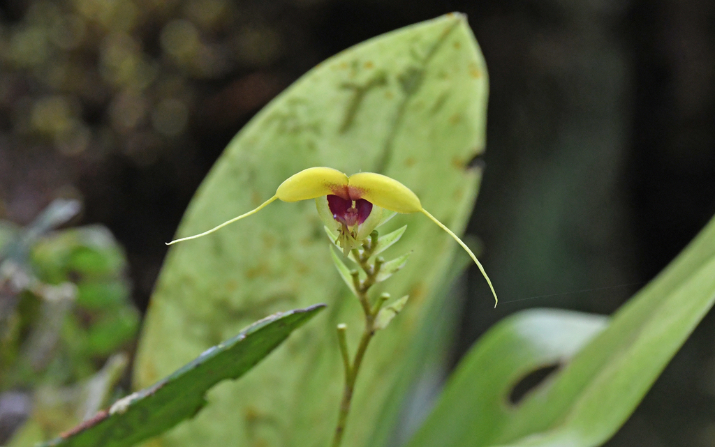 Scaphosepalum grande