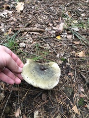 Russula virescens