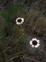 Callilepis laureola