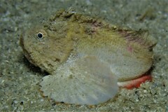 Deep Velvetfish photo 2