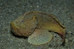 Deep Velvetfish photo 3
