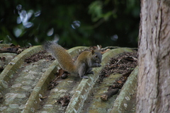 Callosciurus caniceps