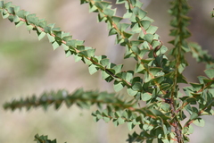 Acacia pravissima