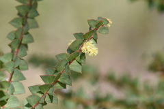 Acacia pravissima