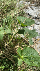 Alcea rosea
