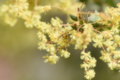 Acacia pravissima
