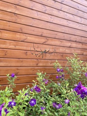 Trichonephila clavata