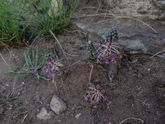 Ledebouria ovatifolia