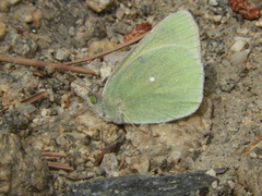 Colias alexandra