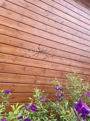 Trichonephila clavata