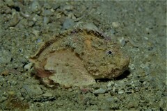 Deep Velvetfish photo 4
