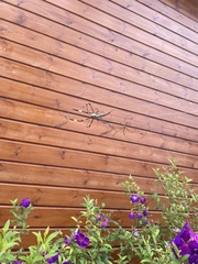 Trichonephila clavata