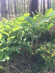 Polygonatum multiflorum