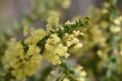 Acacia pravissima