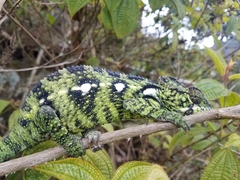 Furcifer oustaleti