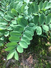 Polygonatum multiflorum